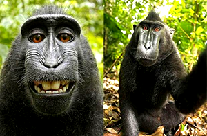 猴子自拍照版权属于谁？