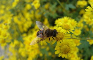 麦卢卡注册商标引澳大利亚蜂农不满